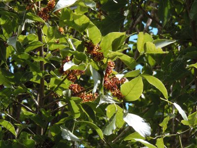 El cachimbo - Platymiscium parviflorum -