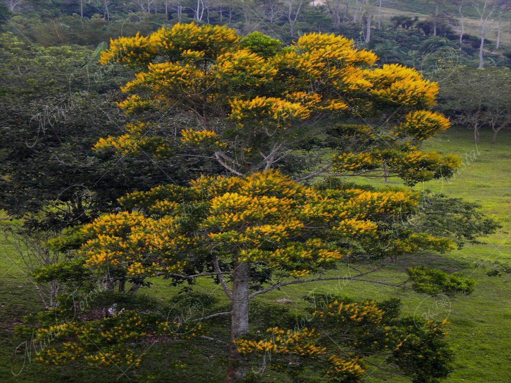 Árboles - Mundo Forestal