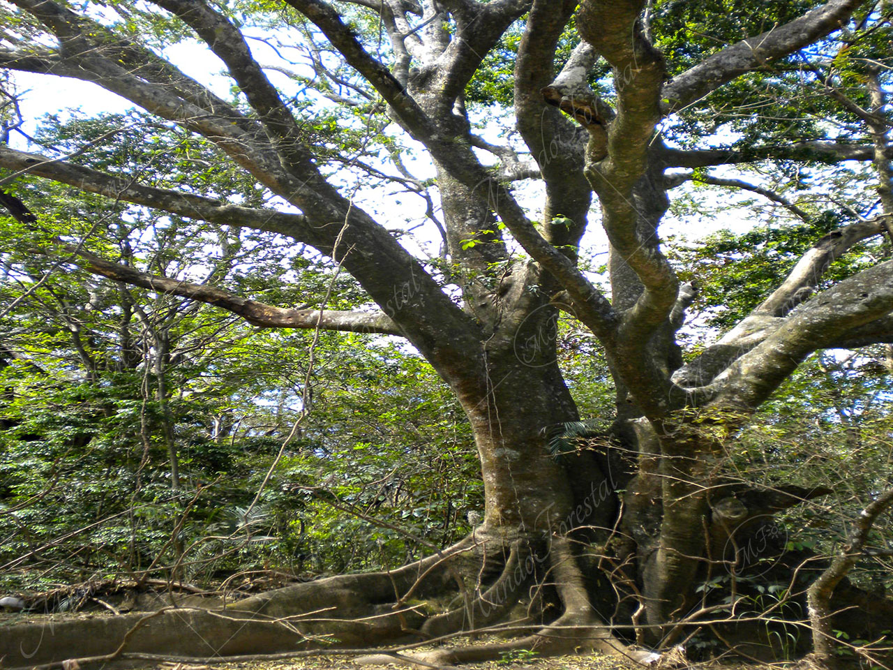 Details 100 árboles que crecen a la orilla del río - Abzlocal.mx