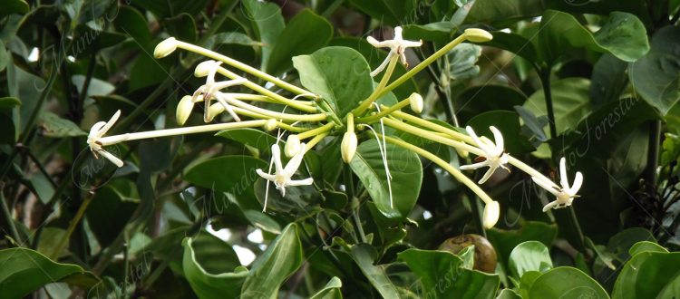 Guayaba de mono - Posoqueria latifolia -