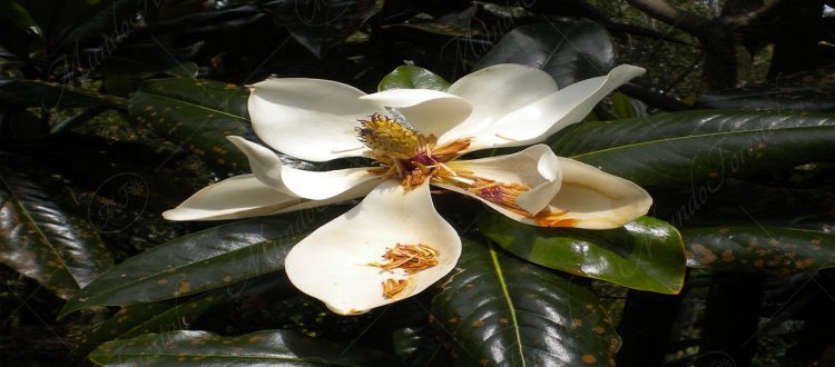 Magnolia grandiflora - una magnolia de grandes flores - MundoForestal