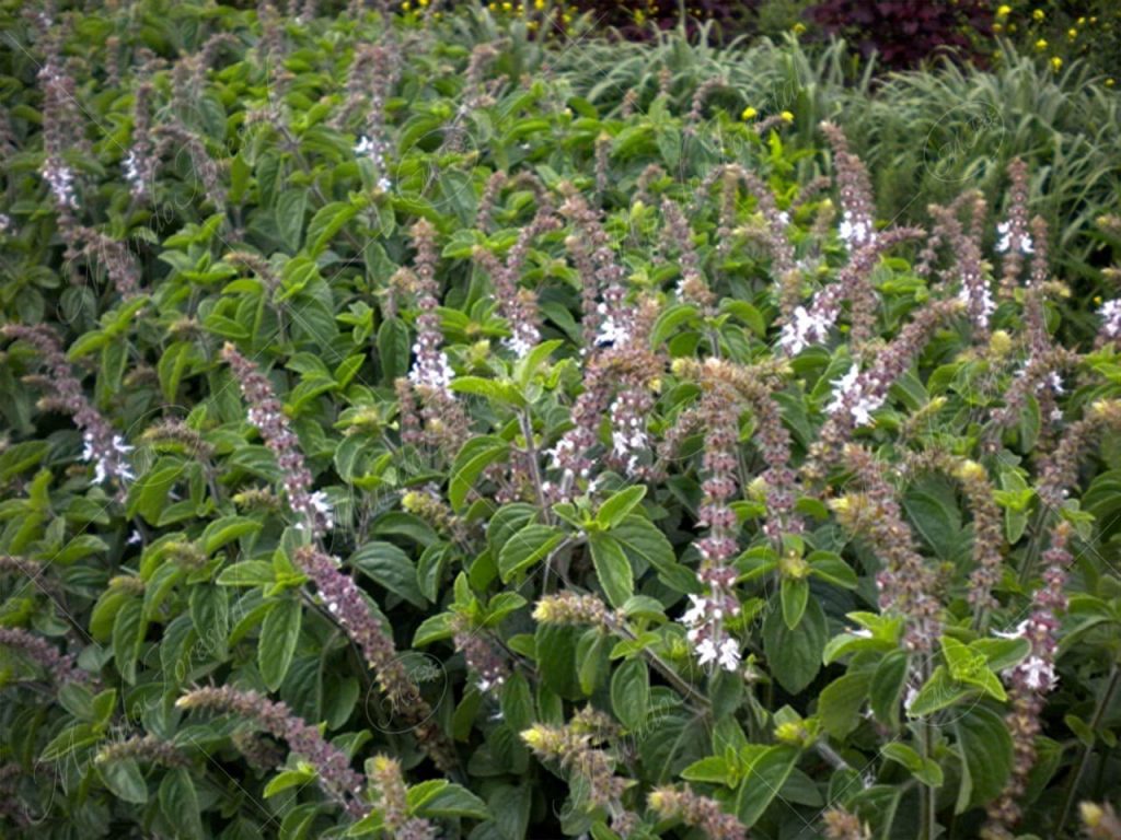 La ruda - Ruta graveolens - Planta medicinal - MundoForestal