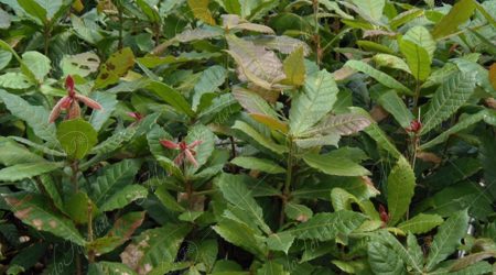 Terciopelo o pica pica - Sloanea terniflora - MundoForestal