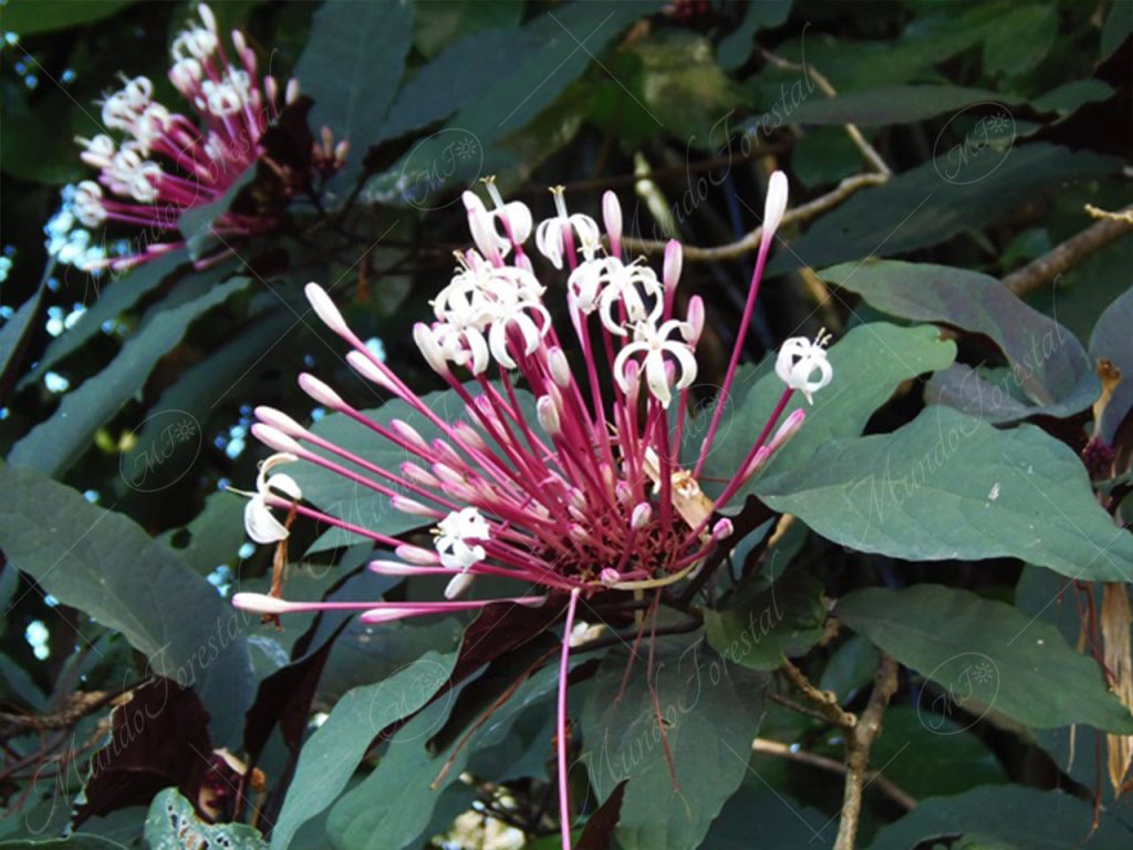 Ornamentales - Mundo Forestal