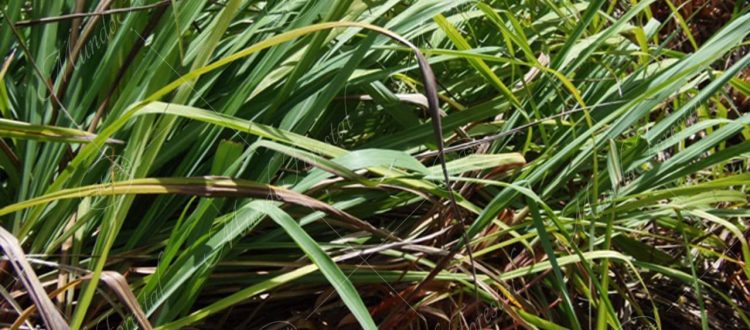 Citronela-Cymbopogon winterianus -