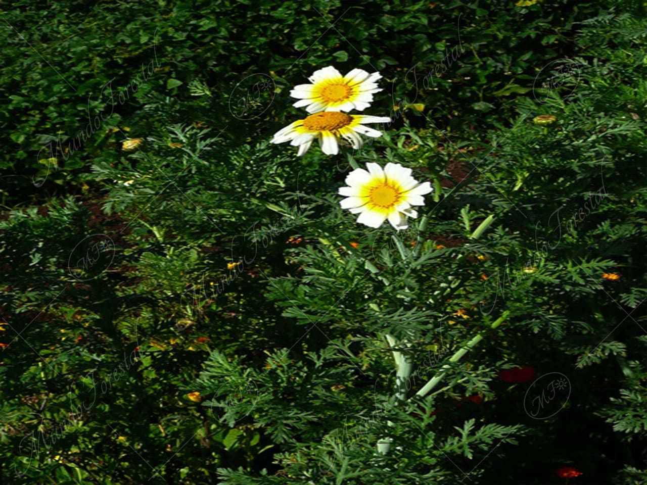 Crisantemo - Chrysanthemum coronarium - MundoForestal