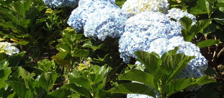 La hortensia - Hydrangea macrophylla - MundoForestal