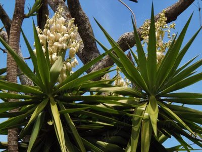 itaho-Yucca guatemalensis