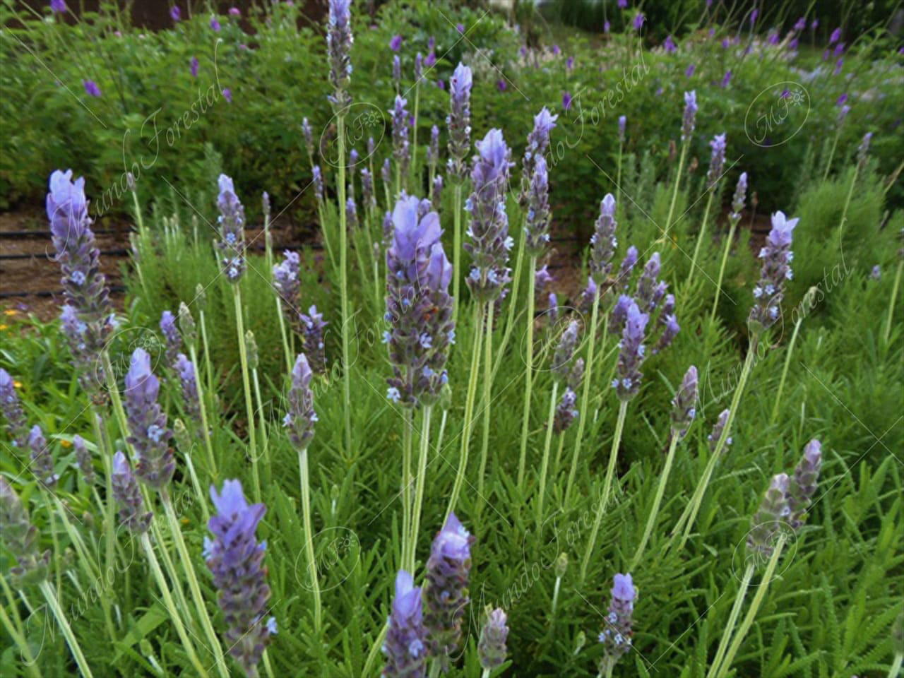 Lavanda - Lavandula dentata - Planta aromática - MundoForestal