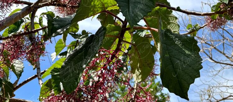 Hierba Pica Pica – Arboles y Flores en República Dominicana