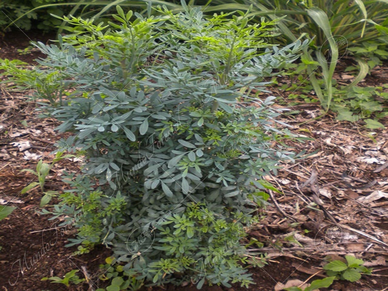 La ruda - Ruta graveolens - Planta medicinal - MundoForestal