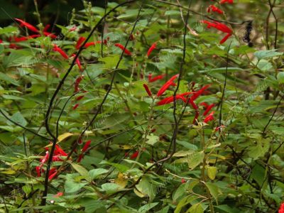 Salvia piña - Salvia elegans -
