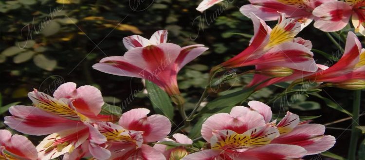 La astromelia o lirio de los Incas - Alstroemeria aurantiaca - MundoForestal