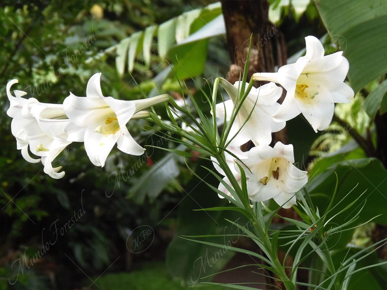 La azucena - Lilium longiflorum - Liliaceae - MundoForestal