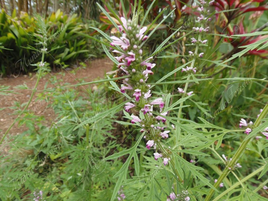 La ruda - Ruta graveolens - Planta medicinal - MundoForestal