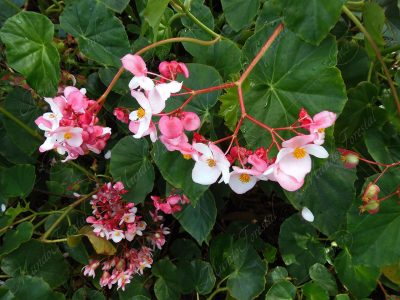 La begonia semperflorens - Begonia semperflorens -