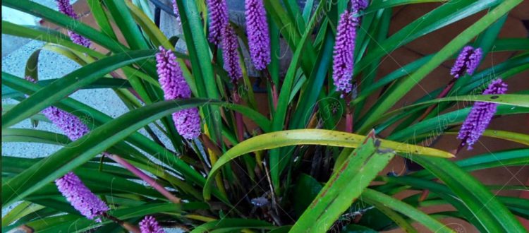 La orquídea de mazorca gigante - Arpophyllum giganteum- MundoForestal