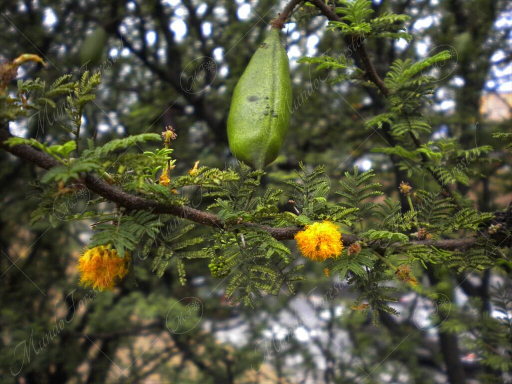 Terciopelo o pica pica - Sloanea terniflora - MundoForestal