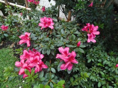 Azaleas y rododendros - Rhododendron sp. y Azalea sp -