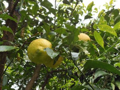 Limón dulce - Citrus limetta sin Citrus limettioides Tanaka -