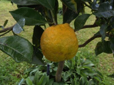 Naranja agria - Citrus x aurantium -