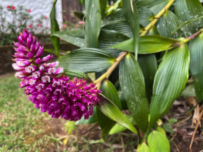 Orquídea mazorca morada - Elleanthus robustus -