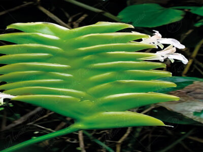 Bijagua verde - Calathea lasiostachya -