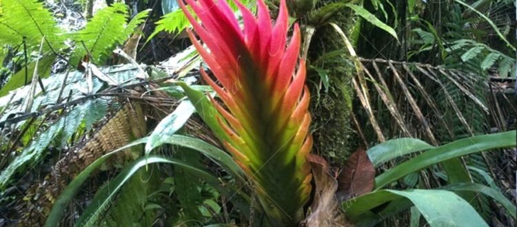 Bromelia cola de pavo -