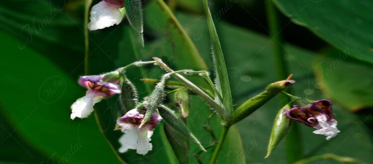 Pampano Thalia geniculata