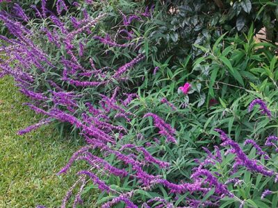 Salvia morada - Salvia leucantha -