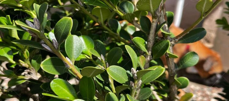 Boj - Buxus sempervirens -