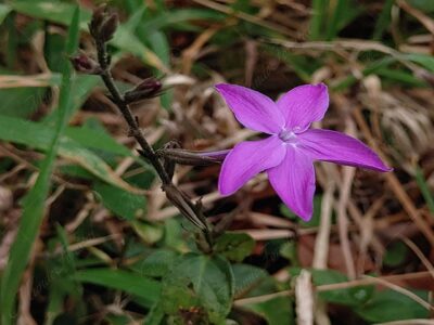 Estrellita morada - Pseuderanthemum praecox -