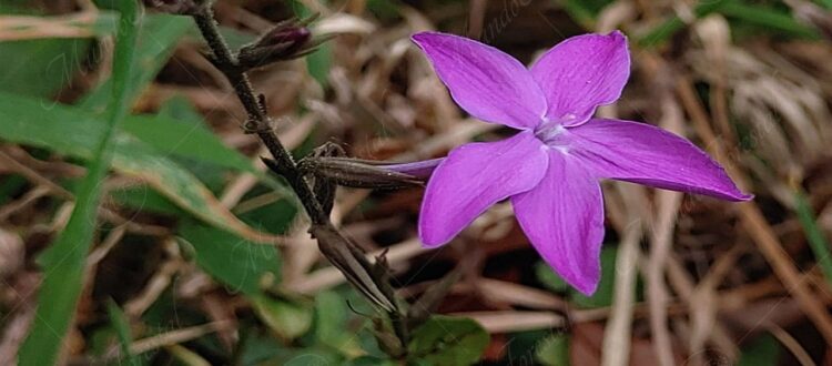 Estrellita morada - Pseuderanthemum praecox -