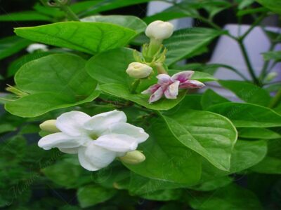 Jazmín de Arabia o sampaguita - Jasminum sambac -