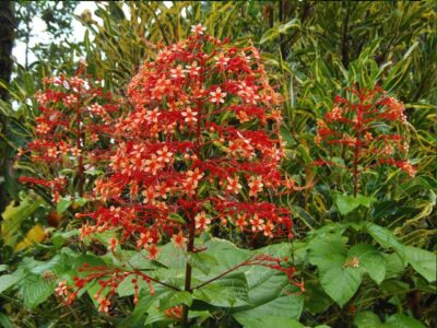 Volcán - Clerodendrum paniculatum -